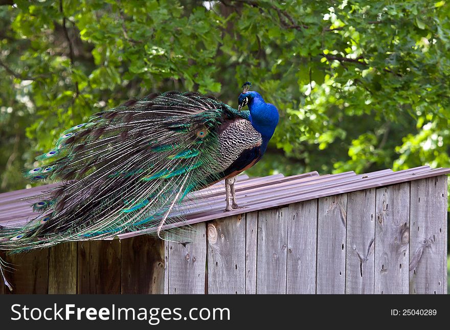 Image of a male peacock perched on a wooden shed, preening.