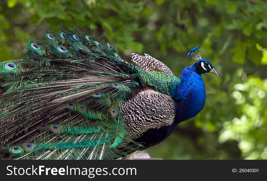 Close up profile of vibrant, male, peacock