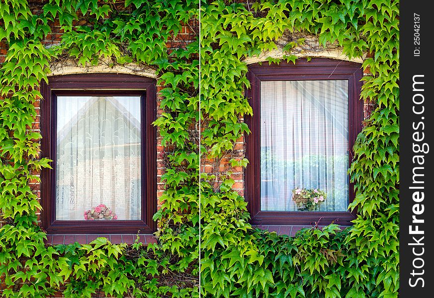A pair of windows with green, lush ivy and curtain. A pair of windows with green, lush ivy and curtain