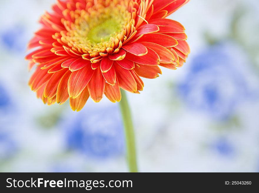 The red gerbera on  bokeh patterned background