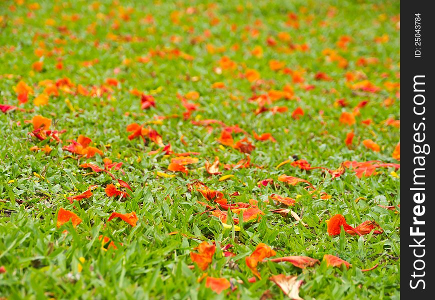 Flower petal fall on grass field in park. Flower petal fall on grass field in park