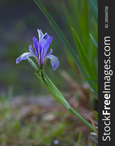 Early blue iris in grass. Early blue iris in grass