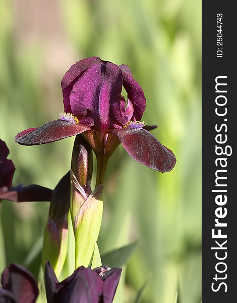 Early variety spring iris