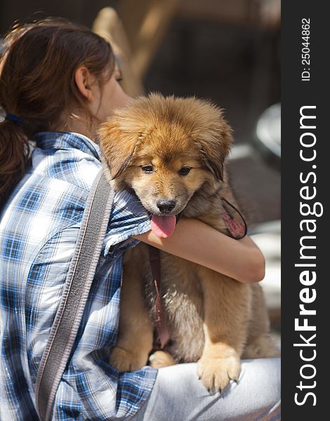 Cute young girl sits outdoors and hugs her cute Elo (German dog breed) puppy. Cute young girl sits outdoors and hugs her cute Elo (German dog breed) puppy