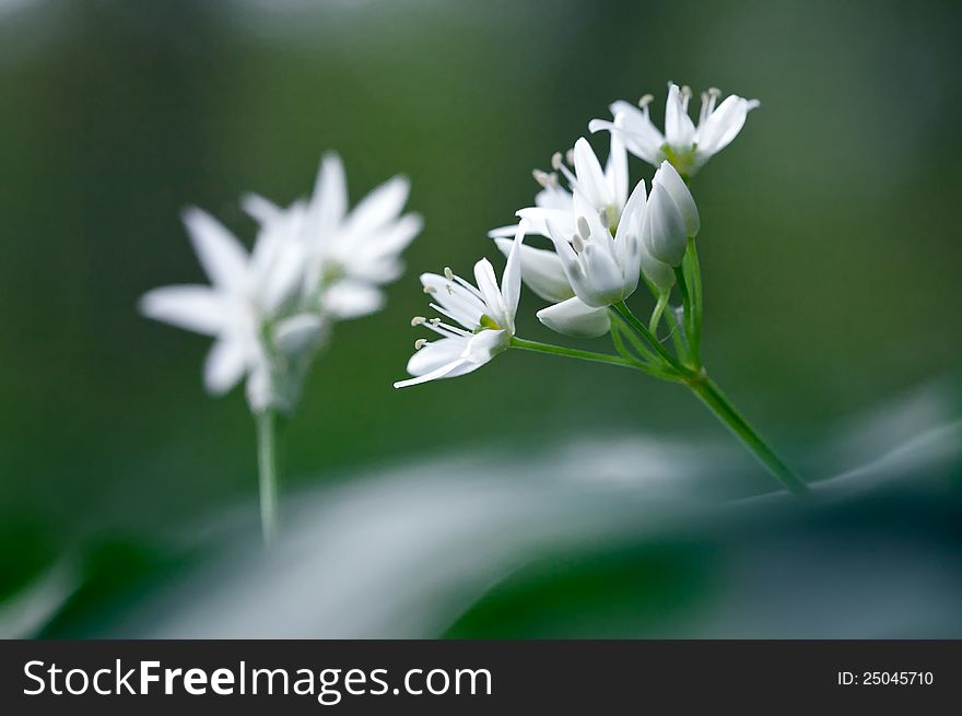 Wild garlic