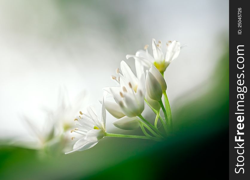 Wild garlic in the forest