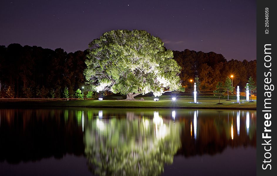 Floodlit tree beside a lake at night. Floodlit tree beside a lake at night