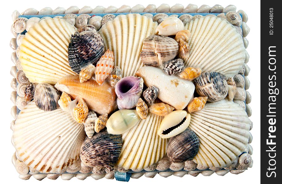 Sea shells background, isolated object