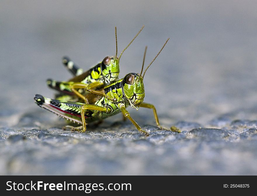 Mating of two green locust. Mating of two green locust