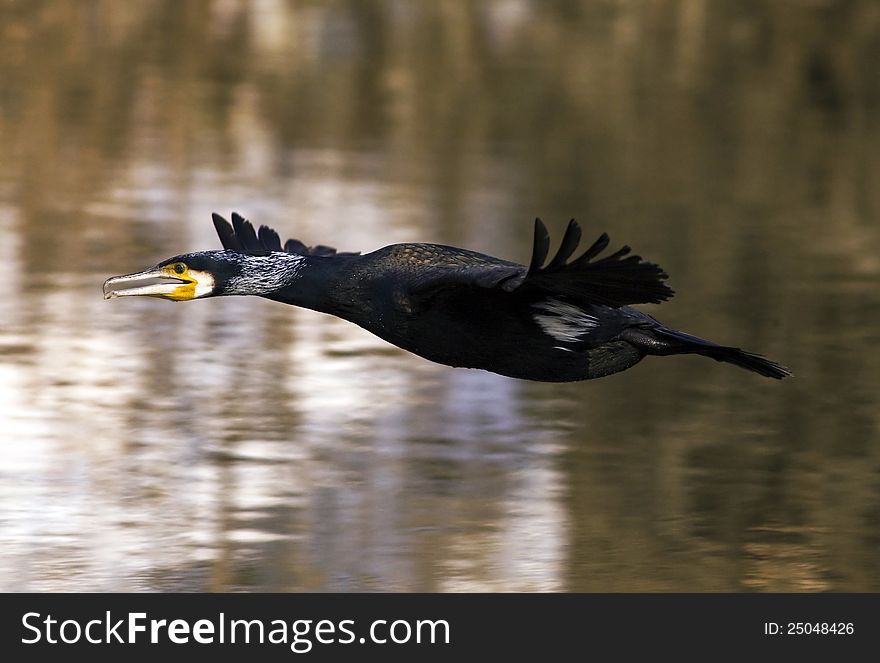 Cormorant bird flying