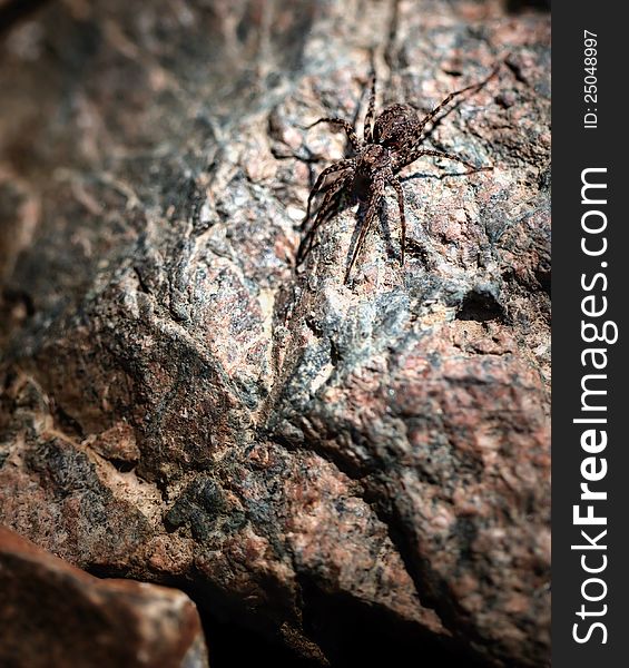 A macro shot of a tiny spider on a rock. A macro shot of a tiny spider on a rock.