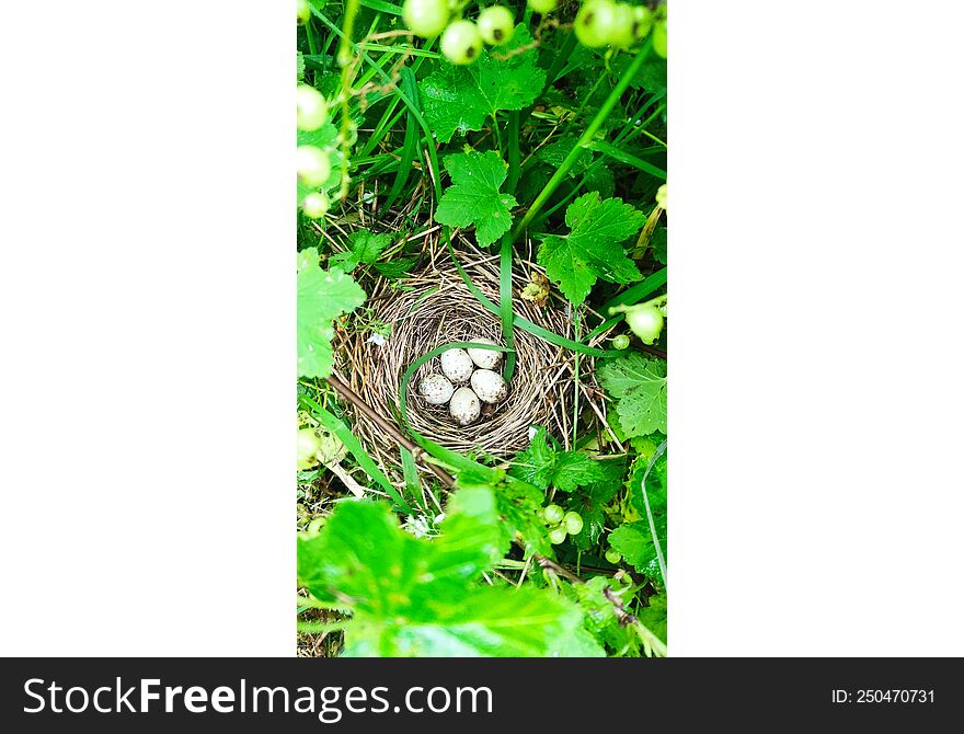 White spotted eggs in a nest in a bush under a tree