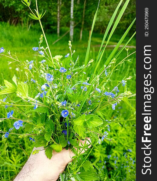 blue flowers for your girlfriend bouquet summer Veronica chamaedrys