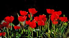 Beautiful Red Tulips Against Dark Backgroung Stock Photo Beautiful Red Tulips Against Dark Backgroung Stock Photo