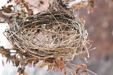 Old Bird Nest Stock Image