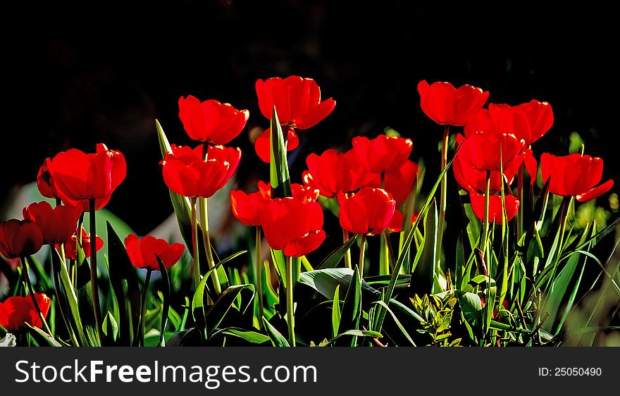 Beautiful red tulips against dark backgroung with shallow focus