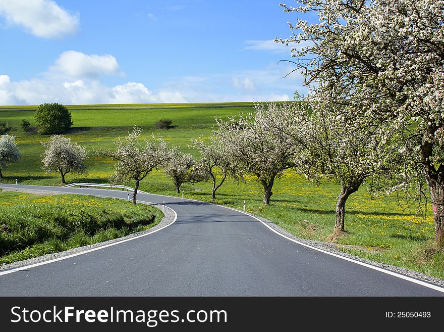 Road With Alley Of Cherry Trees In Bloom