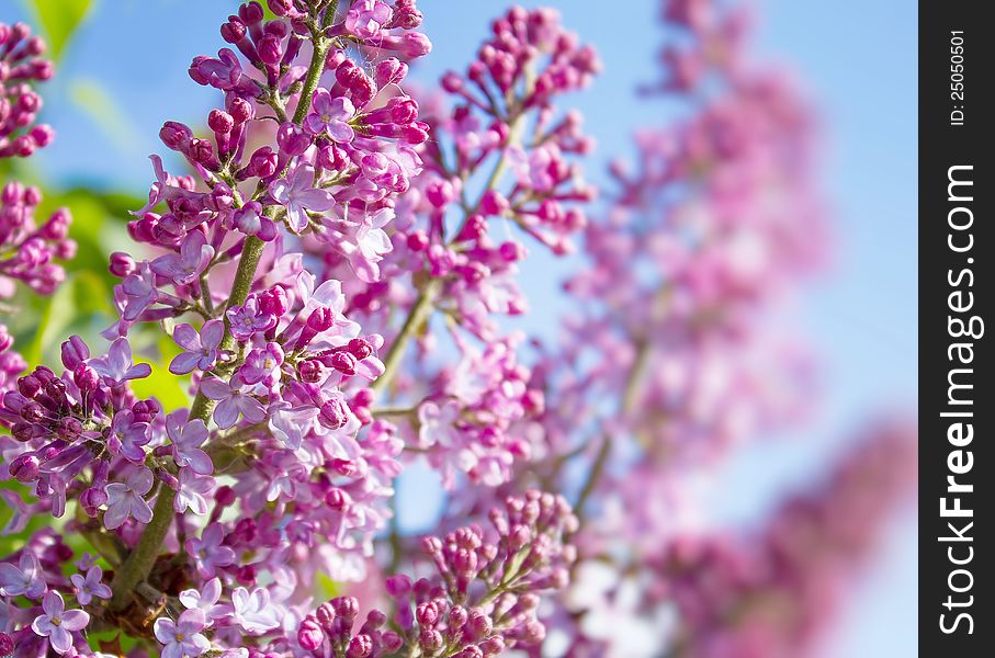 Spring Lilac Flowers