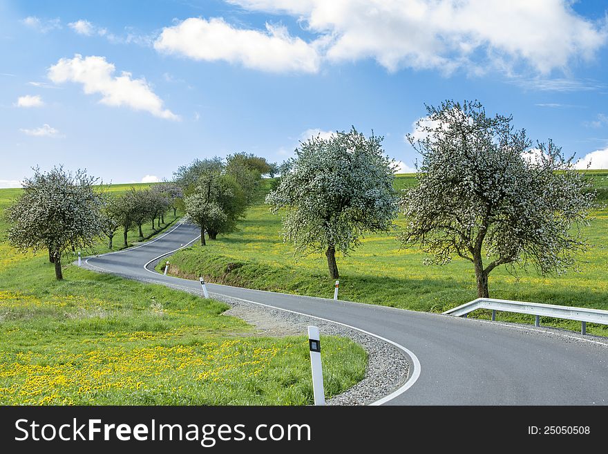 Road With Alley Of Cherry Trees In Bloom