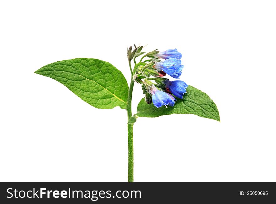 Beauty blue wild flower with green leaves on white background