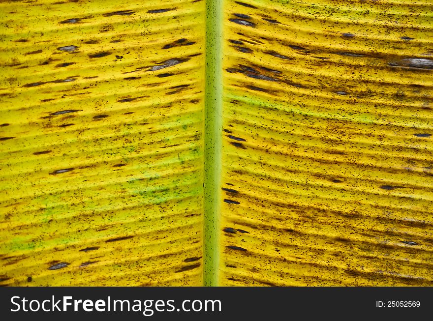 Dry yellow banana leaf texture