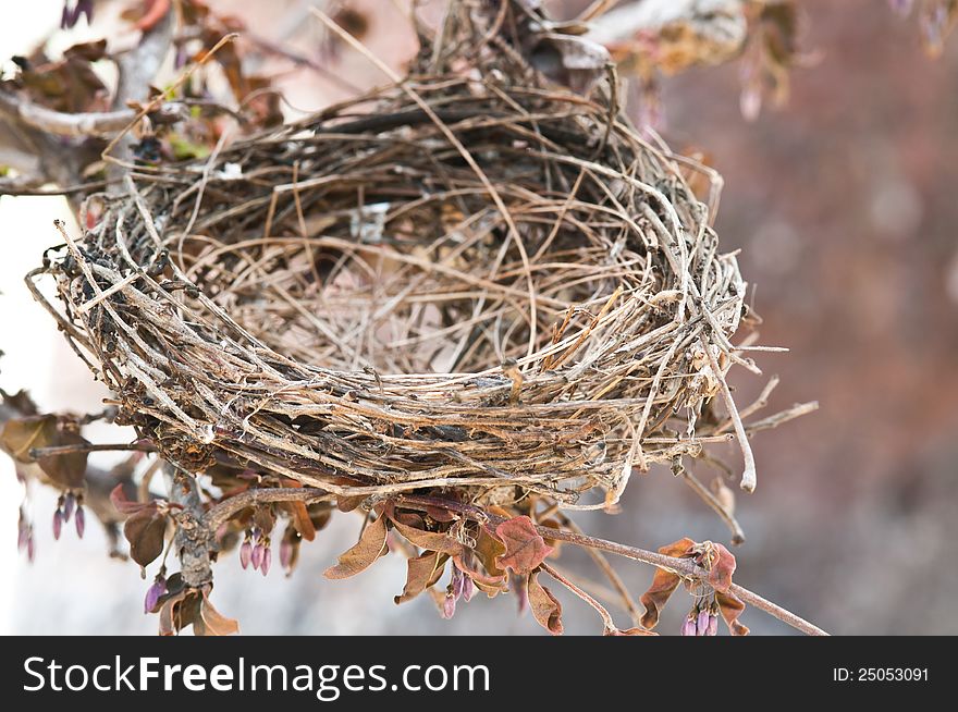 Old bird nest close up