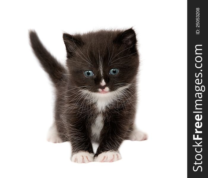 The brown kitten on the white background