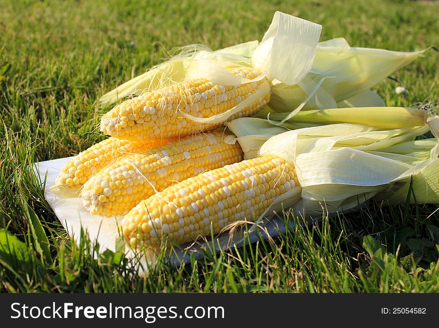 Fresh sweet corn on the grass. Fresh sweet corn on the grass