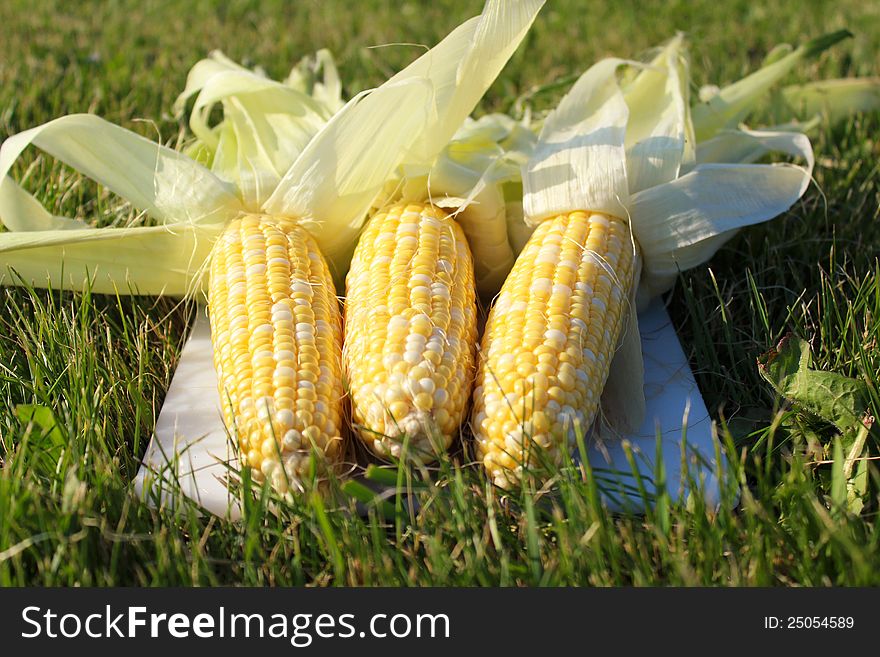 Fresh corn on the grass