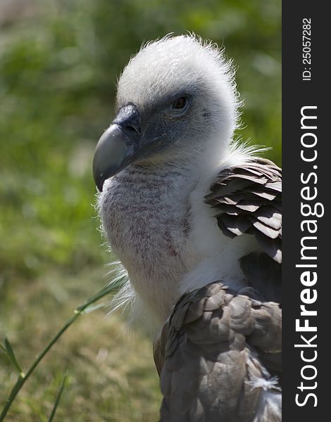 Vulture in the naturel zoo.