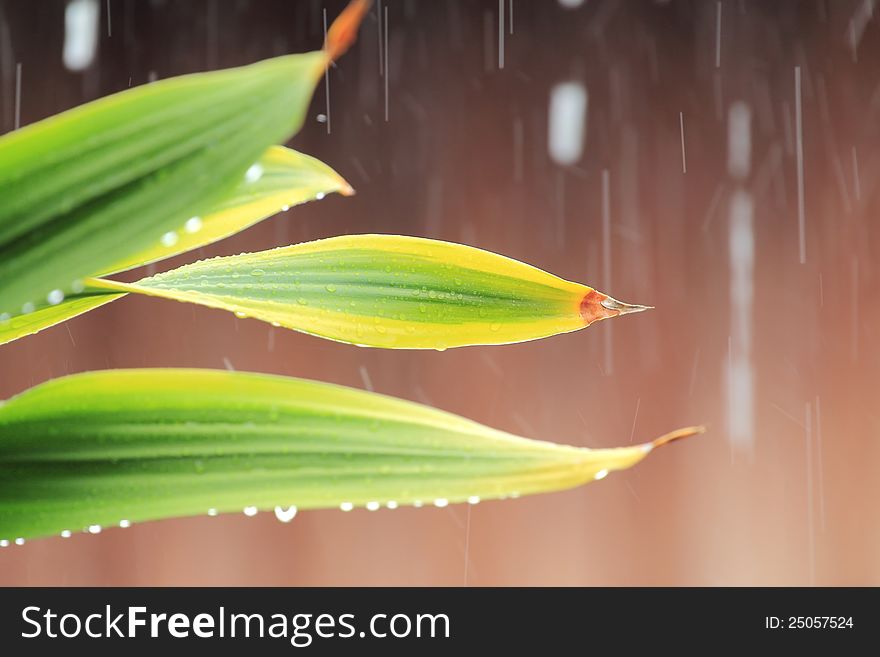 Leaves and rain, The heavy Rainfall