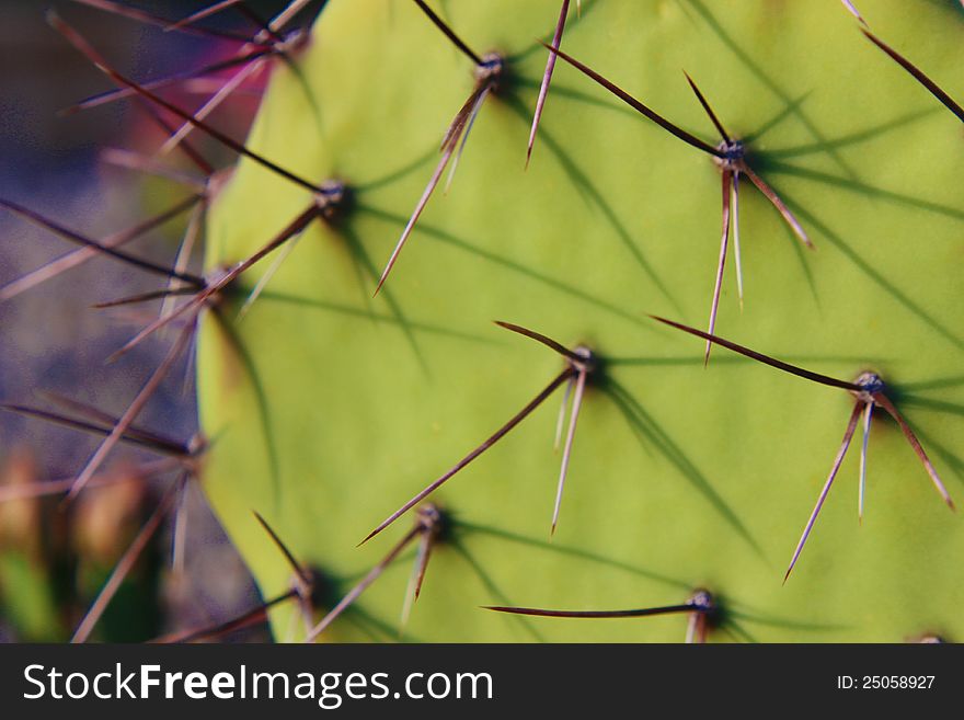 A 4x macro shot of the green spiky rounded cladodes of a prickly pear cactus