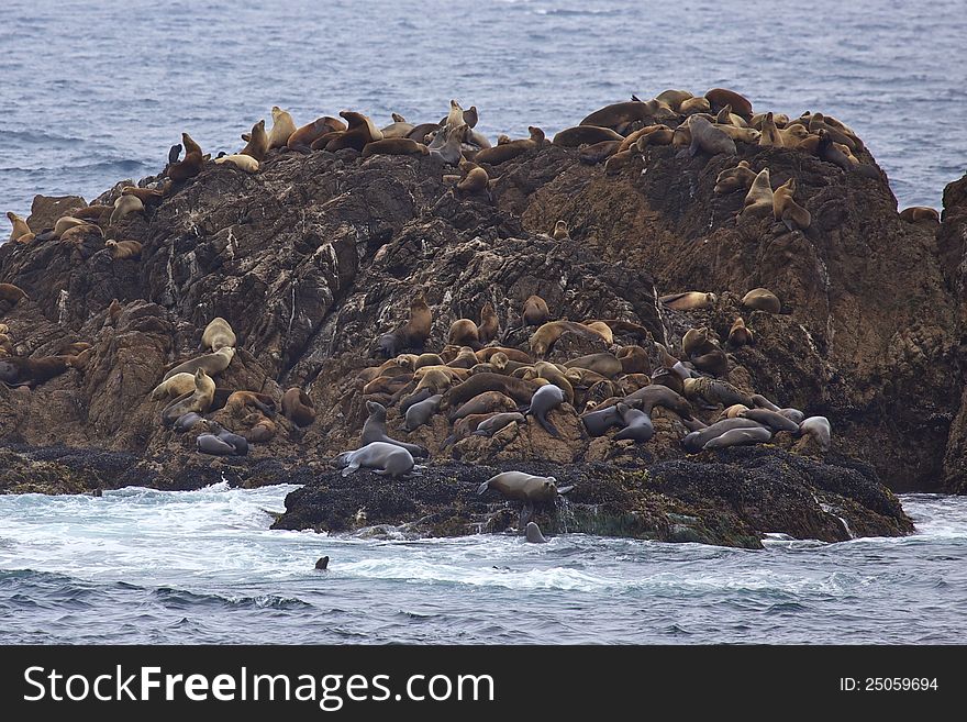 Hundreds of California Sea Lions hauled out on a rocky outcropping off the coast of California.