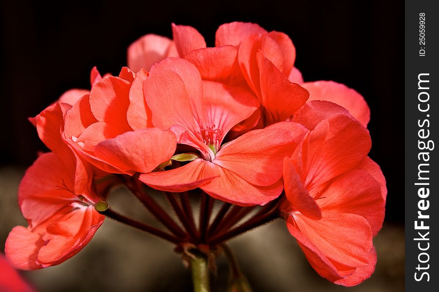 Geranium flowers are very beautiful and bright. But it does not smell like it all.