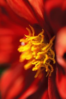 Red Dahlia Macro Stock Image Red Dahlia Macro Stock Image