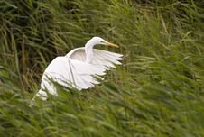 White Egret Royalty Free Stock Images White Egret Royalty Free Stock Images