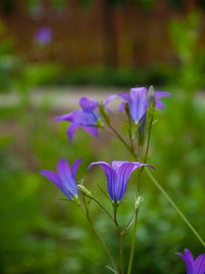 Bluebell Stock Photo Bluebell Stock Photo