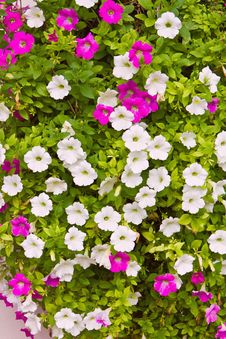 Pink And White Petunia Flower Stock Photography Pink And White Petunia Flower Stock Photography