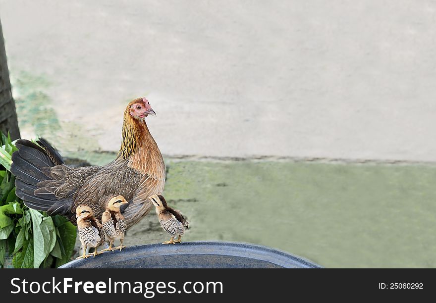 The Hen And Three Chicks.