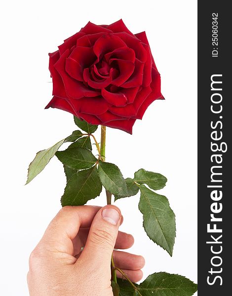 Beautiful red rose on a white background