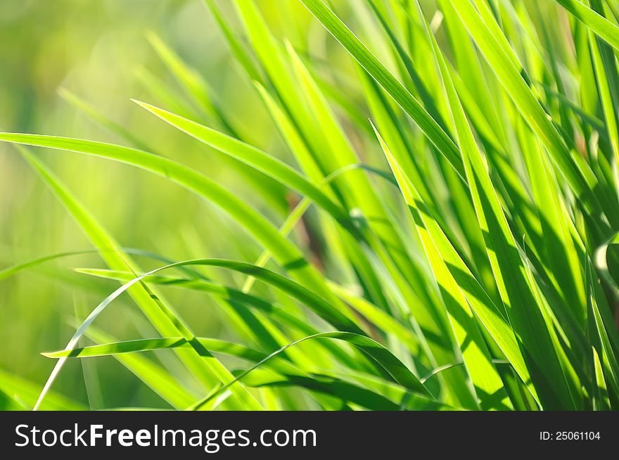 A close-up of lush green grass lit by the sun in summer. A close-up of lush green grass lit by the sun in summer