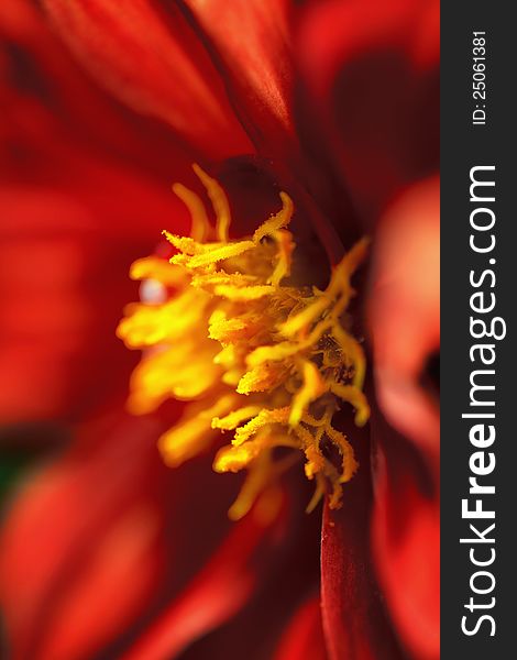 A macro shot of a red dahlia depicting detail in the center. I feel the flowing petals are soothing in contrast to the detail of the center stamens covered with pollen. A macro shot of a red dahlia depicting detail in the center. I feel the flowing petals are soothing in contrast to the detail of the center stamens covered with pollen.