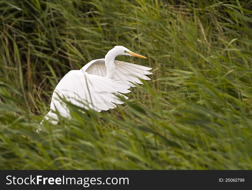 Great White Egret (Ardea Egretta alba) starting to fly