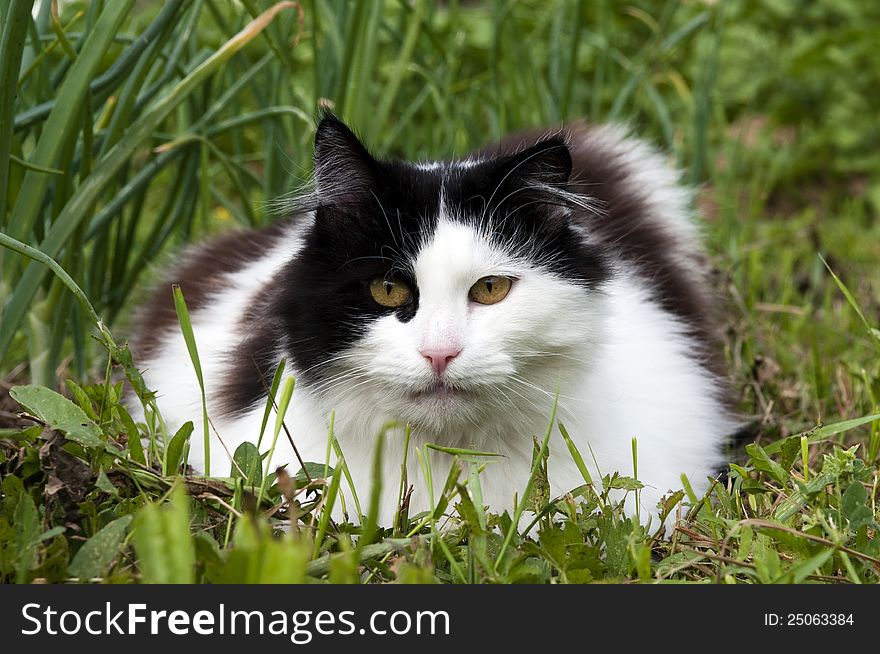 Black and white cat in the grass