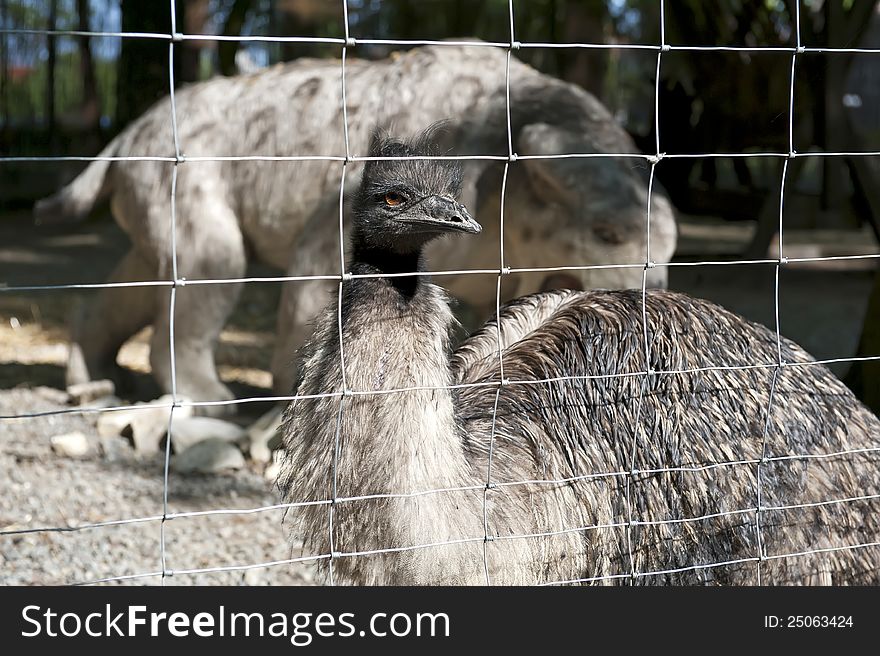 Ostrich in a frame