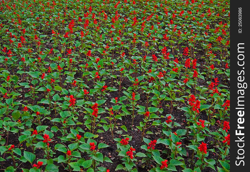 A shot of Salvia splendens flowers