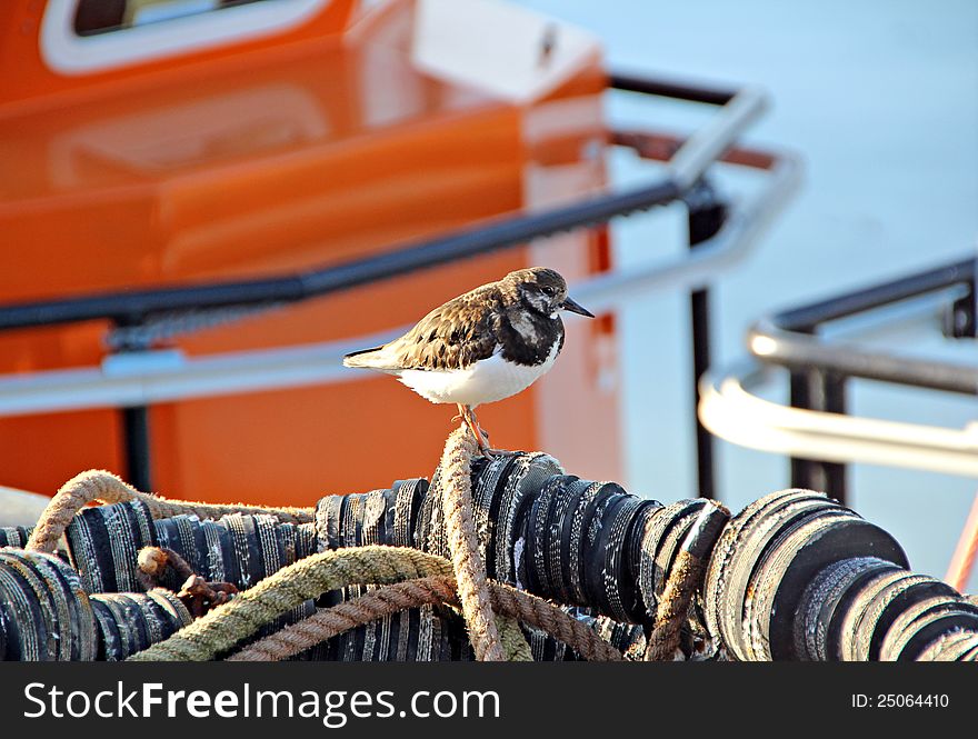 Photo of a turnstone bird at the seaport harbour of whitstable famous for their oyster fishing. Photo of a turnstone bird at the seaport harbour of whitstable famous for their oyster fishing.