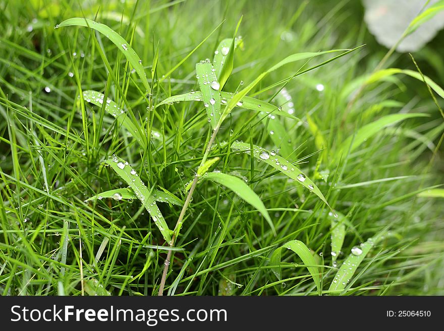 Nature spring green life vitality venation background greensward. Nature spring green life vitality venation background greensward