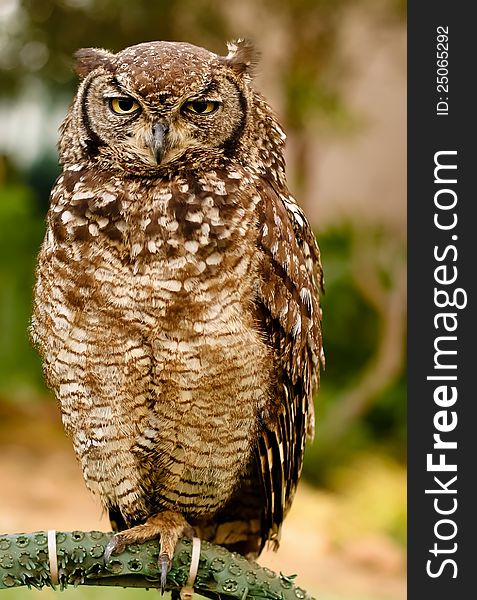 Old owl giving a wink to the photographer. Old owl giving a wink to the photographer.