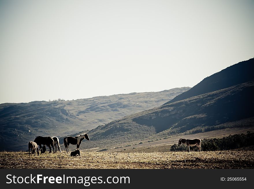 Couple of horses in the mountains walking in the field.